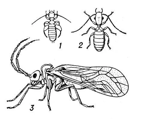 Сеноеды 1 книжная вошь 2 домовой сеноед 3 Amphigerontia contaminata - фото 251