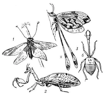 Сетчатокрылые 1 из сем Ascalaphidae 2 из сем Mantispidae 3 из сем - фото 421