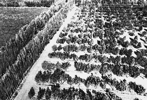 Сырдарьинская область Плодововиноградный сад в совхозе имени Мичурина - фото 12