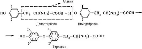 Кроме того на секрецию Т влияют факторы внешней среды температура и стресс - фото 81