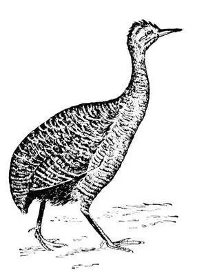 Тинаму Rhynchotus rufescens Тинберген Николас ТинбергенTinbergen Николас - фото 37