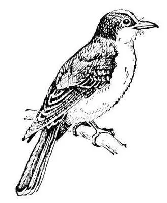 Tyrannus tyrannus Тирас ТирасTýras древнегреческое название р Днестра - фото 70