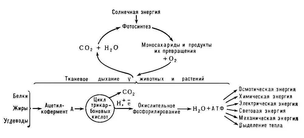 Схема превращения энергии в живых клетках тканевое дыхание образование АТФ и - фото 2