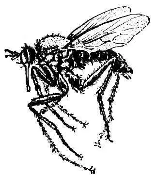 Толкунчик большой Empis tesselata Толлер Эрнст ТоллерToller Эрнст - фото 79