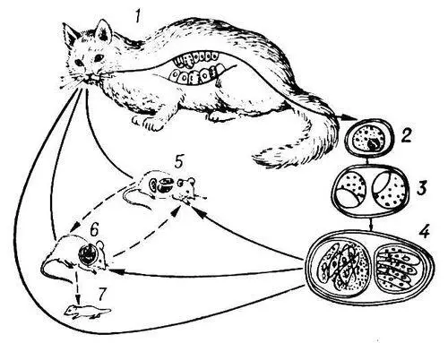 Рис 1 Цикл развития Toxoplasma gondii 1 стадии развития в кишечнике кошки - фото 62