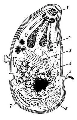 Рис 2 Схема субмикроскопического строения Toxoplasma gondii 1 коноид - фото 63