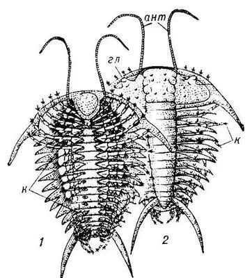 Реконструкция трилобита Ceraurus из среднего ордовика 1 вид с брюшной - фото 188