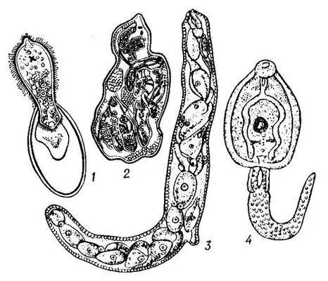 Стадии развития печёночной двуустки Fasciola hepatica 1 мирацидий - фото 84