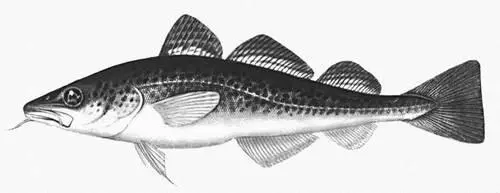 Атлантическая треска Тресковые ТресковыеGadidae семейство рыб отряда - фото 94