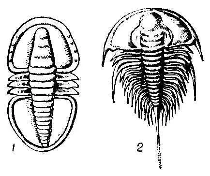 Трилобиты 1 Serrodiscus подкласс миомер ранний кембрий 2 Olenellus - фото 189