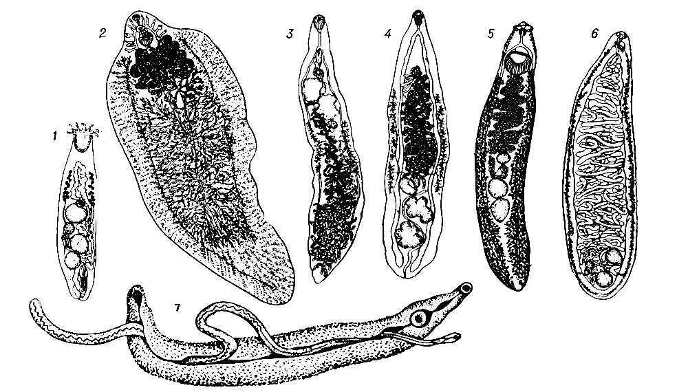 Трематоды 1 Busephalus polymorphus дл 12 мм 2 Fasciola hepatica дл - фото 85