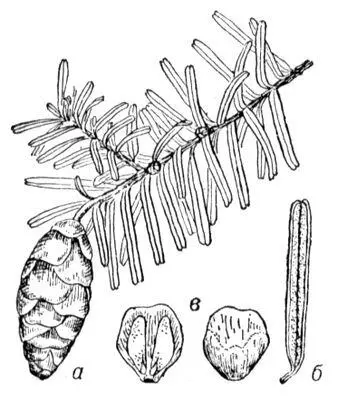 Тсуга канадская а ветвь с женской шишкой б лист в семенная чешуя с - фото 1