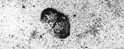 Туманность NGC 6888 вокруг звезды Вольфа Райе изображение негативное - фото 67