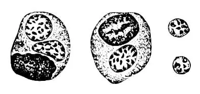 Рис 1 Theileria annulata коховские шары Рис 2 Theileria annulata в - фото 72