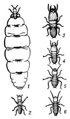 Рис 1 Касты термита Bellicositermes bellicosus 1 матка царица 2 - фото 370