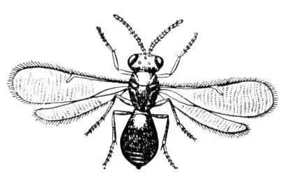 Telenomus gracilis Телеобъектив Телеобъективдлиннофокусный - фото 135