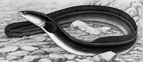 Европейский речной угорь Морской угорь Conger conger 1 взрослый 2 - фото 57