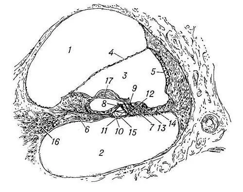 Разрез улитки и кортиева органа схема 1 лестница преддверия 2 - фото 36