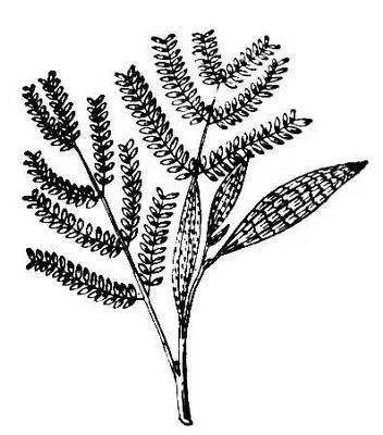 Филлодий у Acacia melanoxylon Филлоид Филлоидот греч phýllon лист и - фото 95
