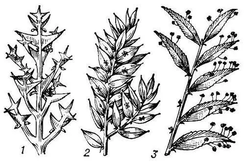 Филлокладии 1 у коллекции крестовидной Colletia cruciata 2 у иглицы - фото 96