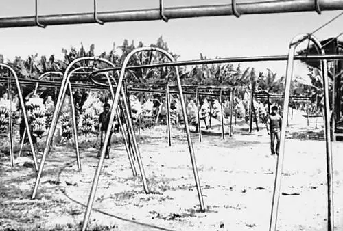 Филиппины Банановая плантация на острове Минданао Филиппины К В - фото 88