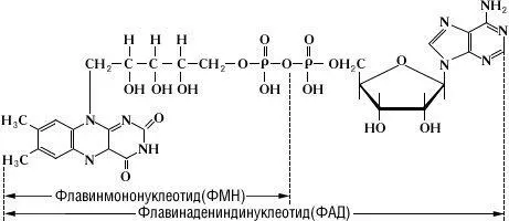 Флавинадениндинуклеотид Флавинмононуклеотид - фото 2