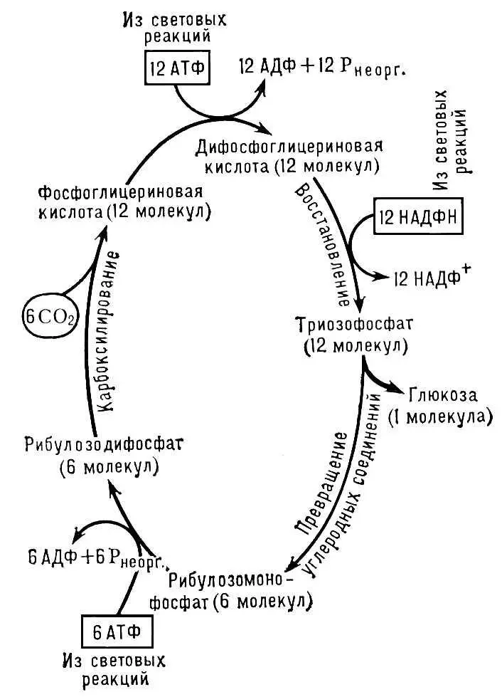 Рис 2 Упрощённая схема цикла Калвина пути фиксации углерода при - фото 163