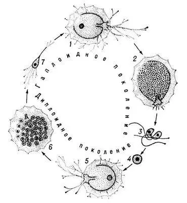 Рис 2 Жизненный цикл однокамерной фораминиферы Iridia lucida 1 одноядерный - фото 50