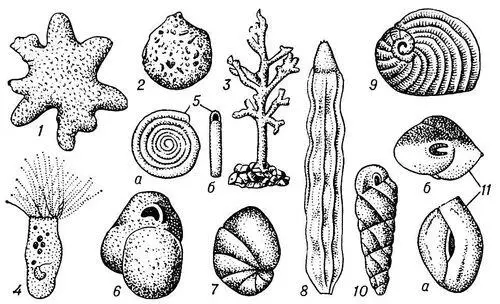 Рис 1 Фораминиферы 1 Astrorhiza arenaria увеличено в 25 раза 2 - фото 51