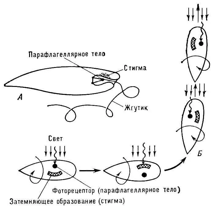 Рис 2 Строение фототаксического аппарата у эвглены А и принцип ориентации - фото 165