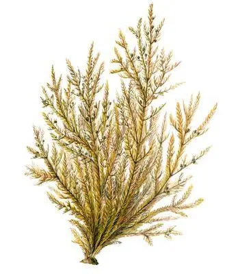 Бурые водоросли Эктокарпус Ectocarpus Бурые водоросли Падина Padina - фото 10