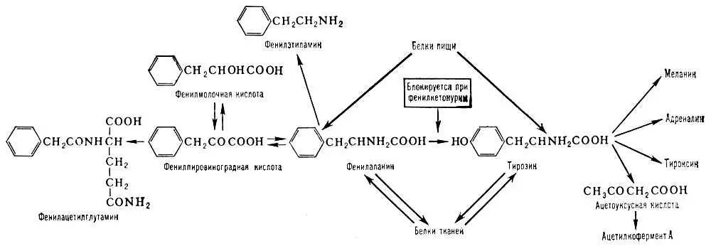Фенилаланин Фенилдихлорарсин ФенилдихлорарсинC 6H 5AsCl 2 бесцветная - фото 118
