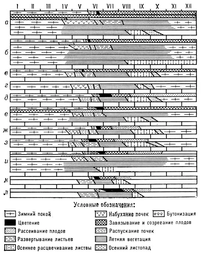 Рис 1 Фенологический спектр сосняка червичного Ярославская обл а сосна - фото 124