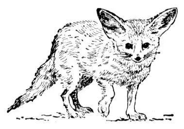 К ст Фенек Фенелон Франсуа де Салиньяк де Ла Мот Фенело нFenelon - фото 116