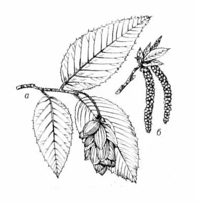 Хмелеграб обыкновенный а ветвь с плодушными серёжками б тычиночная - фото 4