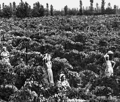 Херсонская область Виноградники колхоза Грузия Генического района - фото 39