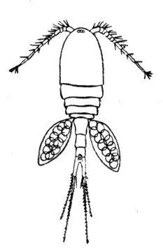 Циклоп Eucyclops Циклоспоровые ЦиклоспоровыеCyclosporophyceae класс - фото 32
