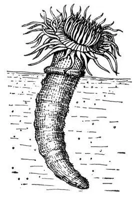 Цериантария Cerianthus solitaris в трубке Церий Церийлат Cerium Ce - фото 98