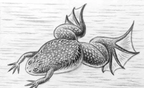 Гладкая шпорцевая лягушка Шпорцевый гусь Шпорцевый гусьPlectropterus - фото 10