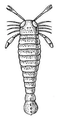 Рис к ст Эвриптериды Pterygotus из силура Северной Америки Эвристика - фото 15