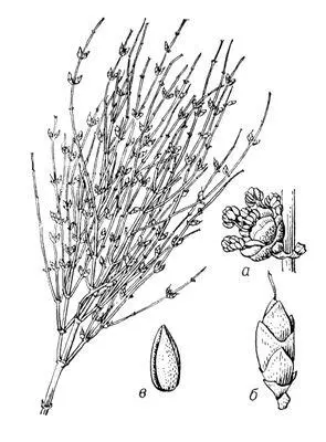 Эфедра хвощевая ветвь цветущего пестичного растения а тычиночный колосок - фото 1