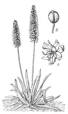 Эемурус величественный а цветок б плод Эренберг Кристиан Готфрид - фото 10