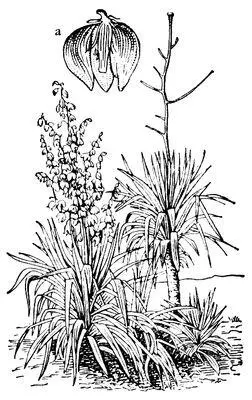Юкка славная цветущее и отцветшее растение а цветок в разрезе Юклид - фото 1