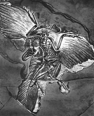 Рис 2 Остатки позднеюрской первоптицы археоптерикса Archaeopterix Рис - фото 7