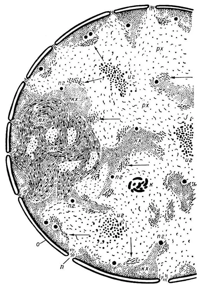 Схема ультраструктуры ядра клетки печени зоны компактного кх и рыхлого рх - фото 97