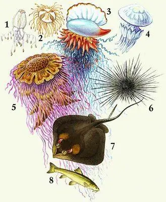 Водные ядовитые животные 1 медуза хиронекс 2 медуза гонионема 3 - фото 57