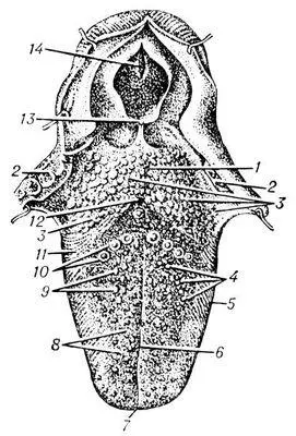 Рис 2 Спинка языка человека 1 корень 2 нёбные миндалины 3 язычные - фото 3