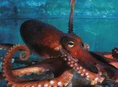 Дурная слава кровожадных убийц способных затащить на морское дно не самый - фото 16