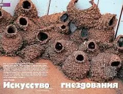 Когда первые европейцы оказались в горных лесах Новой Гвинеи их ждало немало - фото 17