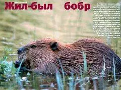 В те далекие времена когда Землю покрывали дремучие непроходимые леса в - фото 16